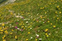 2015-07-04_2Sonnjoch (339).JPG